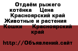 Отдаём рыжего котёнка  › Цена ­ 1 - Красноярский край Животные и растения » Кошки   . Красноярский край